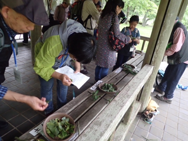 第317回昭和の森自然観察会「初夏の昭和の森をぐるっと一回り」