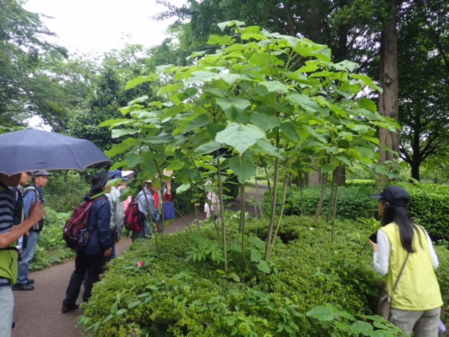 第317回昭和の森自然観察会「初夏の昭和の森をぐるっと一回り」