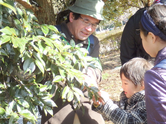 第326回昭和の森自然観察「冬の植物の過ごし方」