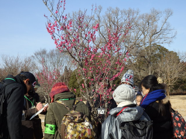 第326回昭和の森自然観察「冬の植物の過ごし方」