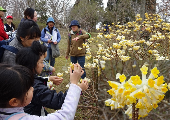 第327回昭和の森自然観察「早春の生き物たち」