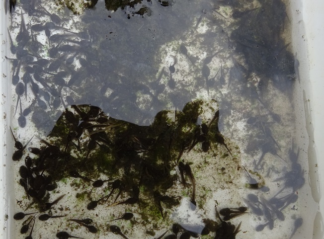 第327回昭和の森自然観察「早春の生き物たち」
