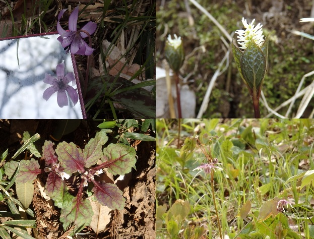 第328回昭和の森自然観察「春の花」