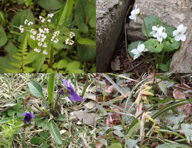 第328回昭和の森自然観察「春の花」