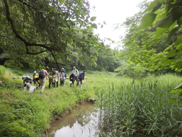 第330回昭和の森自然観察会「水辺の植物のひみつをさぐろう」