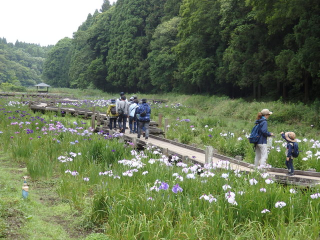 第330回昭和の森自然観察会「水辺の植物のひみつをさぐろう」