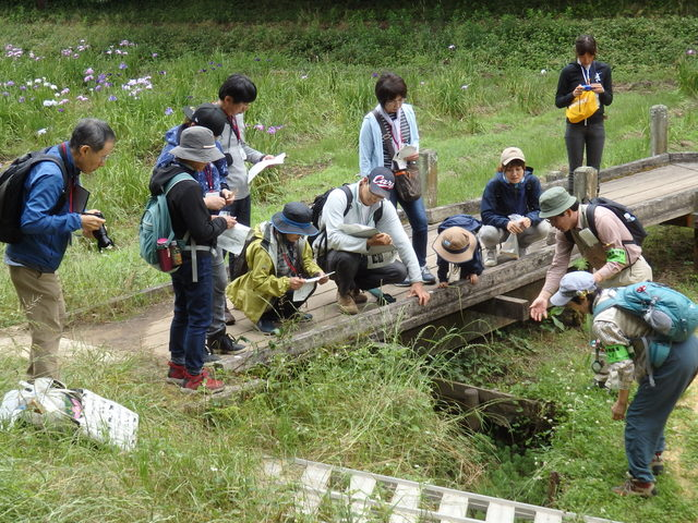 第330回昭和の森自然観察会「水辺の植物のひみつをさぐろう」