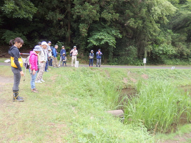 第330回昭和の森自然観察会「水辺の植物のひみつをさぐろう」