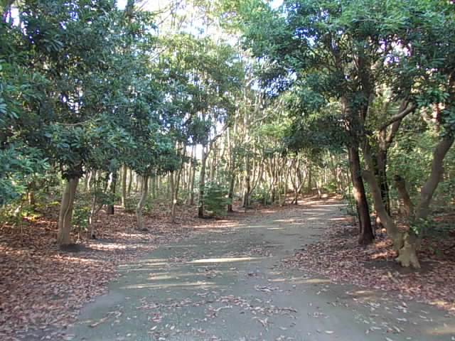想い出の森
