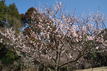 ブンゴウメ1