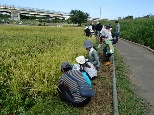 稲刈り開始