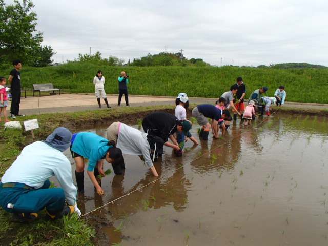田植え