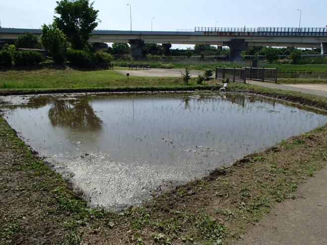 田植え後