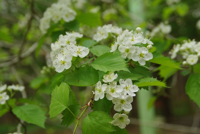 セイヨウサンザシの花（4月）ヨーロッパ原産