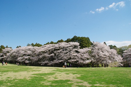 サクラ・草原