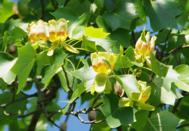 ユリノキの花（5月）北アメリカ原産