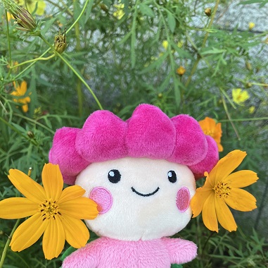 コスモス