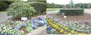 稲毛海浜公園花壇