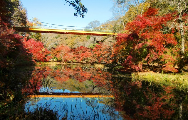 紅葉（いずみ橋）