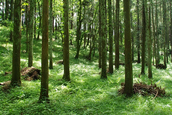 夏の樹林地