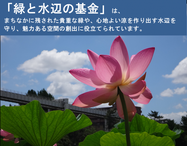 基金トップ