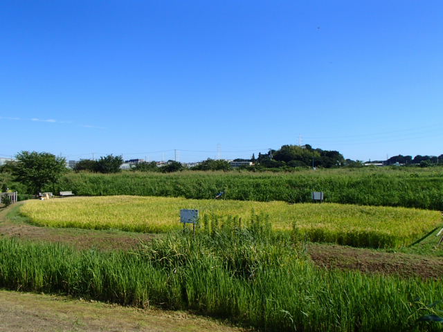 都川