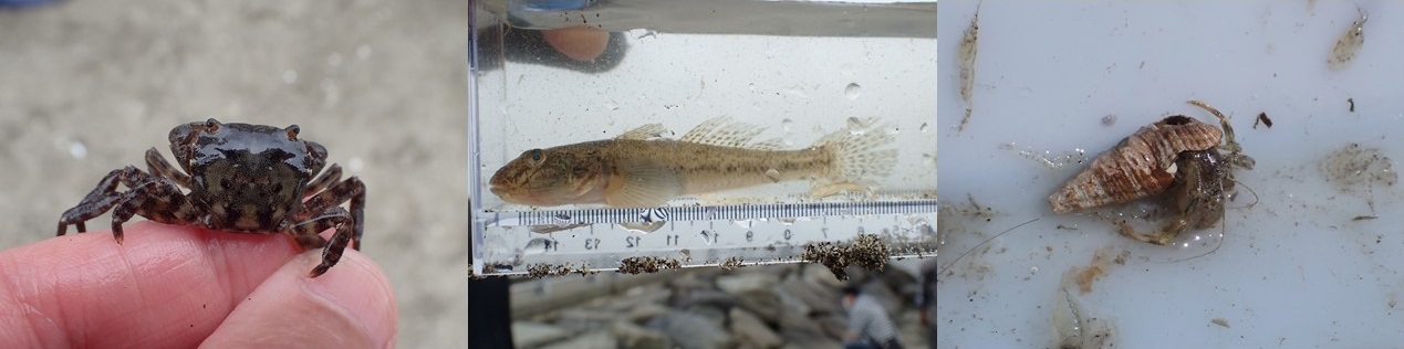 検見川の浜の生き物