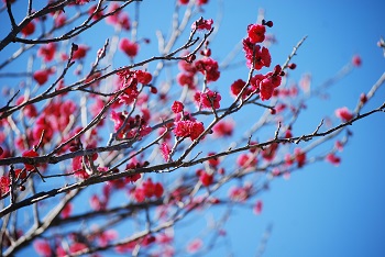 1月昭和の森