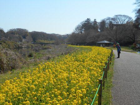 3月ハナナ