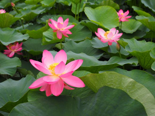 6月ハス千葉公園