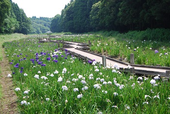 6月ハナショウブ