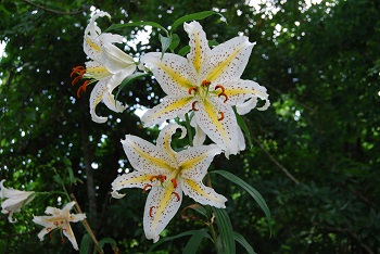 7月山百合