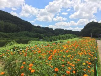 8月コスモス