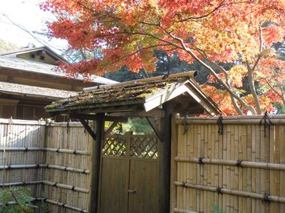 11月千葉公園