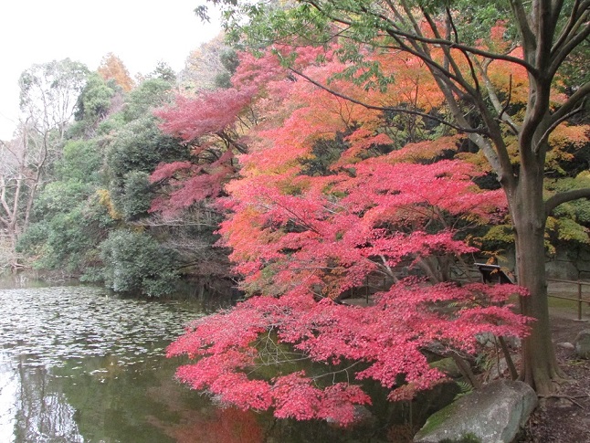 11月いすみ自然