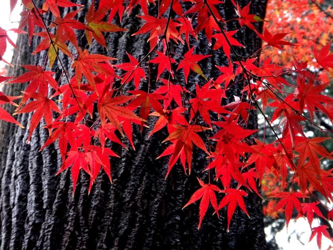 12月千葉公園