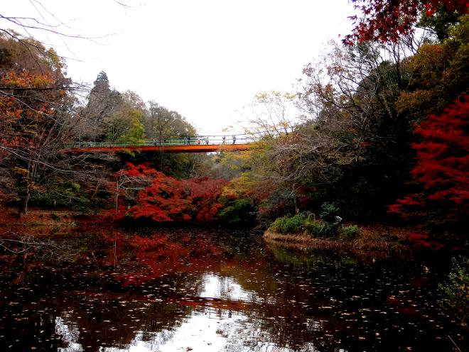 花びと会泉自然公園視察3.