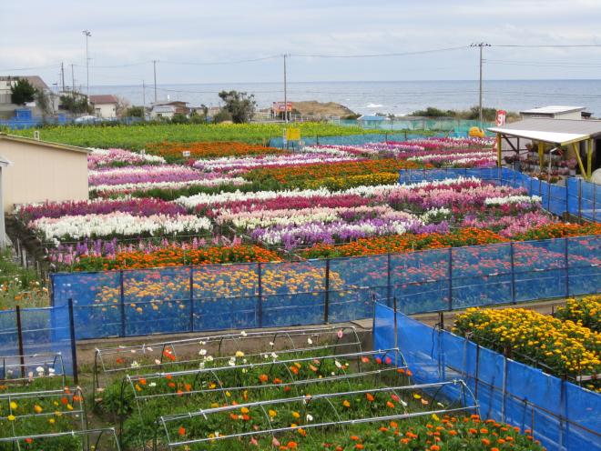 花びと房総研修2