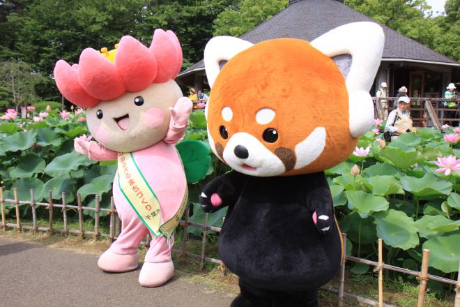 大賀ハスまつり6