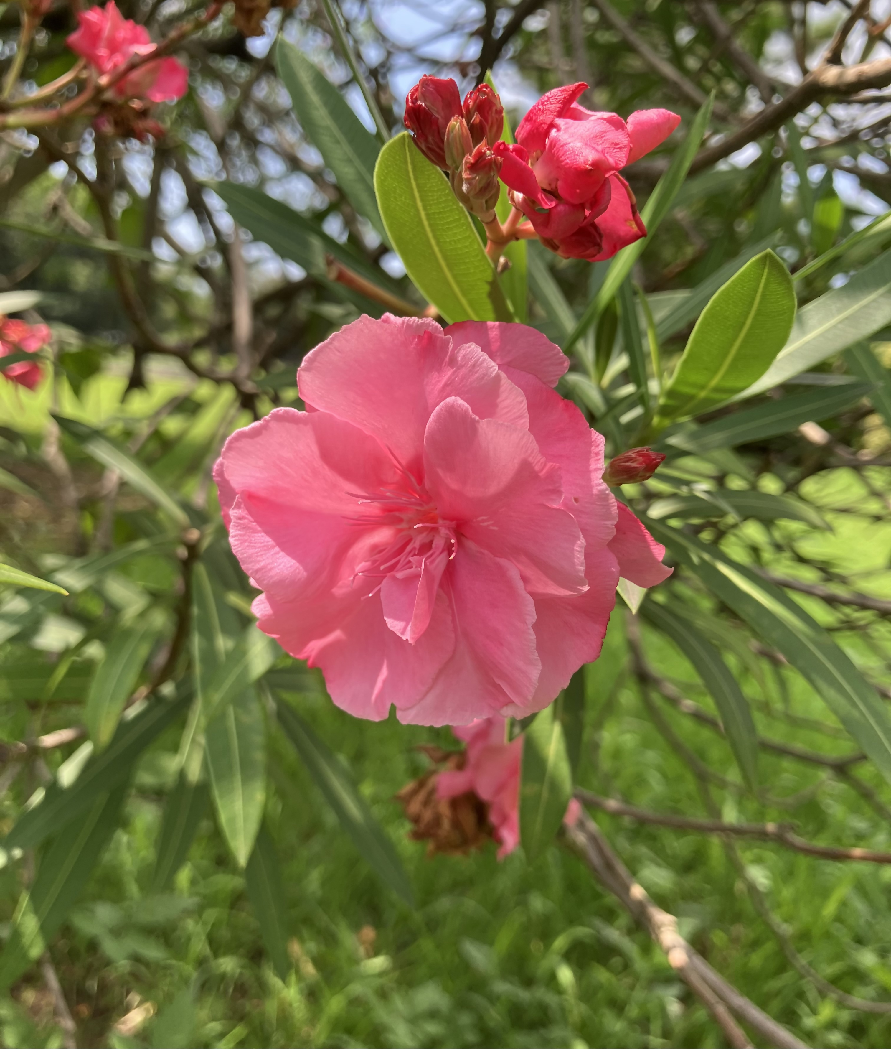 夾竹桃(花)
