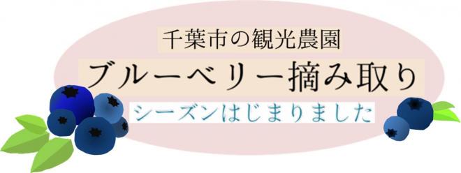 ブルーベリータイトル