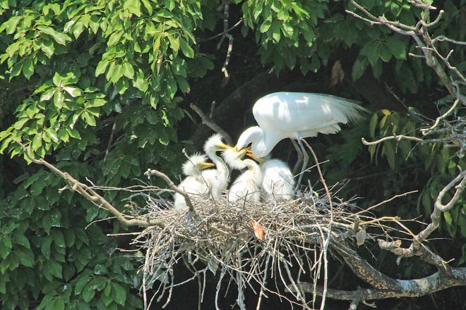 千城台野鳥観察園（20220616）2