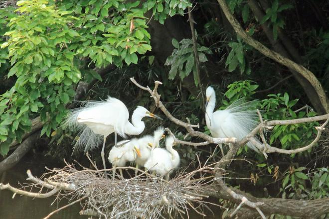 千城台野鳥観察園（20220616）