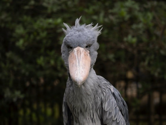 ハシビロコウ