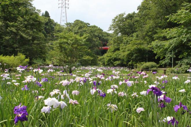 泉自然公園花菖蒲（20230607）