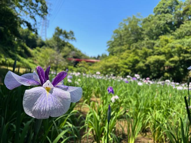 泉自然公園花菖蒲2（20230607）