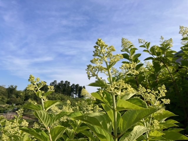 ノリウツギ