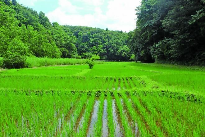 大草谷津田
