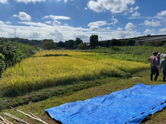 田んぼ3