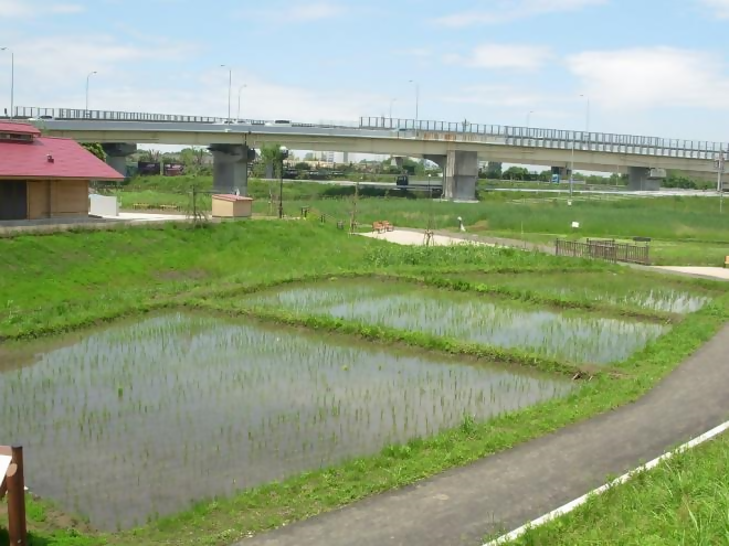 田んぼ5